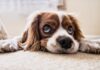 CBD Olie voor Honden: Een Natuurlijk Hulpmiddel voor het Welzijn van Je Hond