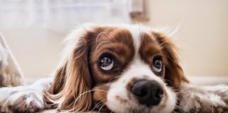 CBD Olie voor Honden: Een Natuurlijk Hulpmiddel voor het Welzijn van Je Hond