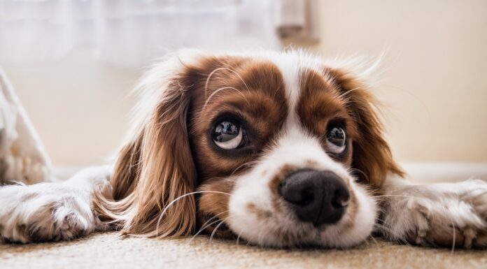 CBD Olie voor Honden: Een Natuurlijk Hulpmiddel voor het Welzijn van Je Hond