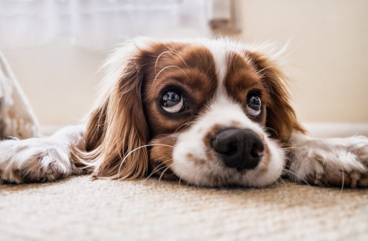 CBD Olie voor Honden: Een Natuurlijk Hulpmiddel voor het Welzijn van Je Hond